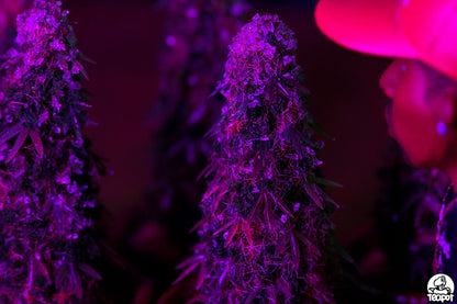 DESIGNER TOY - TEAPOT HANDMADE CHILLMAX TREE