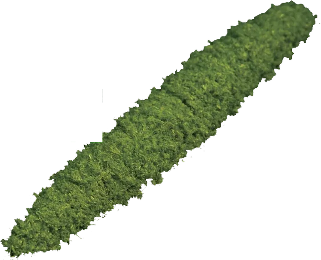 Herb illustration